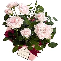 Amazon.co.jp: 来年2027年お届け 【ありがとうを伝える】 母の日 花